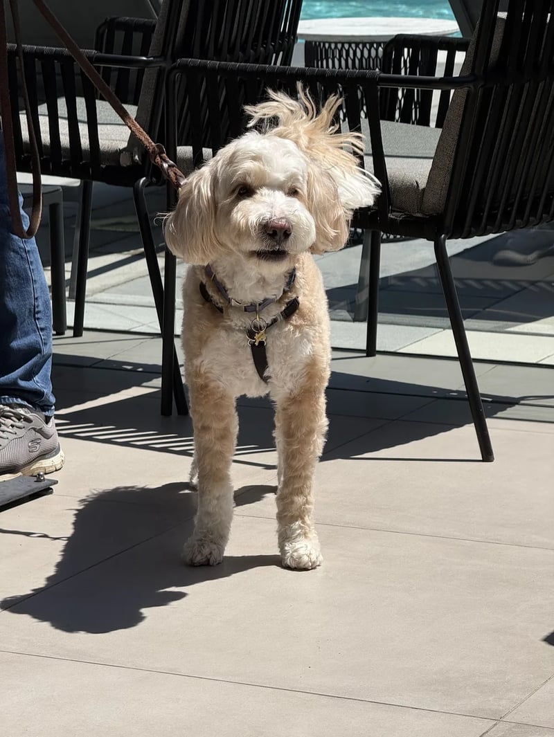 A small cream-colored curly-haired dog stands on a leash among black patio chairs in bright sunlight